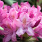 Rhododendron