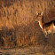 Fallow deer