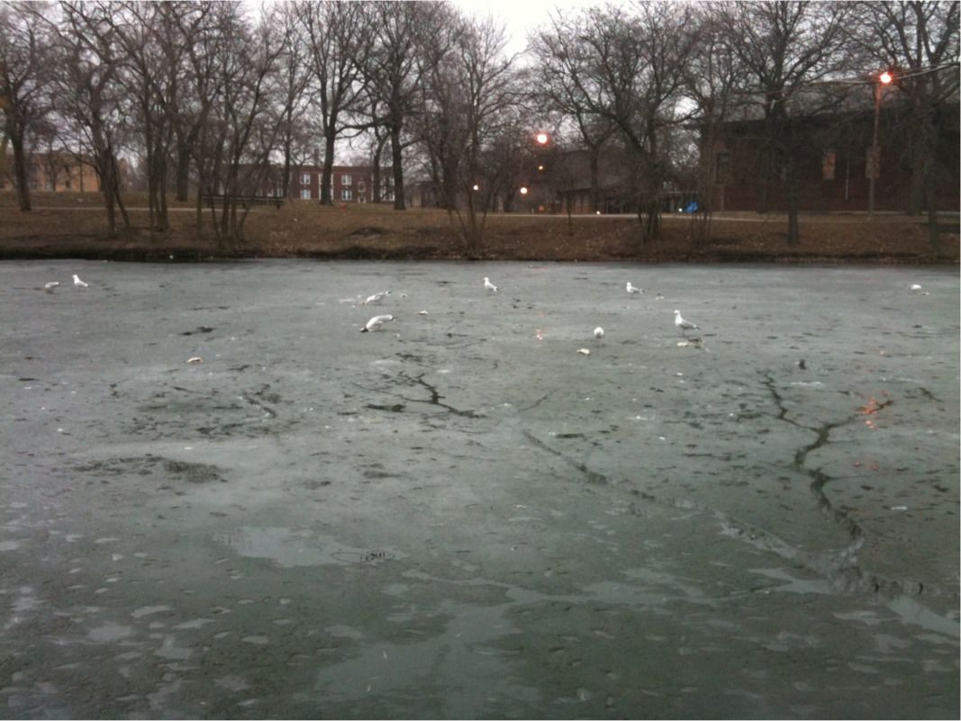 Herring Gulls