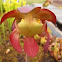 Purple pitcher plant