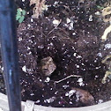 toad