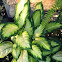 Paul's glory Hosta or Dieffenbachia