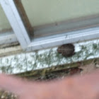 Toad