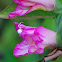 crab spider
