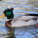 (Male) Crested Mallard