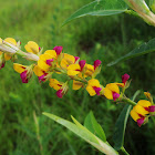 Long leaved alyce clover,शेवरी 