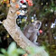 Macaque