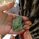 Gray tree frog