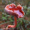 Redlead mushroom