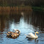 Mute swan