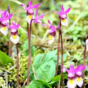 Fairy slipper orchid