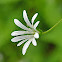 Wood Stitchwort