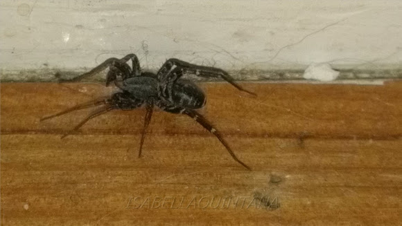 Spotting Image 1