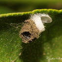 Green Lacewing Cocoon