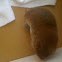 Short tailed shrew