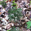 Princess Pine