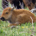 American Bison
