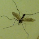 Mosquito eater