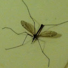 Mosquito eater