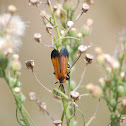 Net Winged Beetle