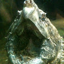 Eastern snapping turtle