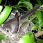 Mockingbird