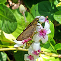 Skipper Butterfly
