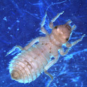 Dragongly nymph - Gomphidae