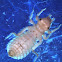 Dragongly nymph - Gomphidae