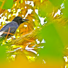 Large-Billed Crow