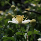 Pipestem Clematis