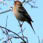 House Finch