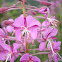 Rosebay Willowherb