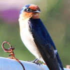 Welcome Swallow