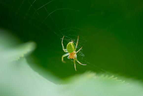 Spotting Image 1