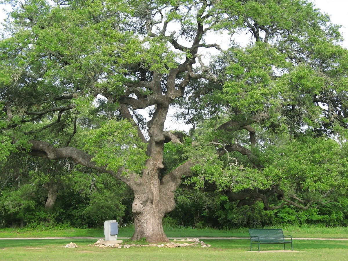Live Oak