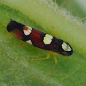 Leafhopper