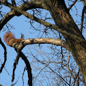Red squirrel
