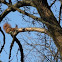 Red squirrel