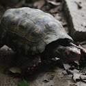 Red-foot Tortoise