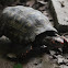 Red-foot Tortoise