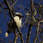 Kookaburra