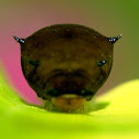 Tailed Jay Caterpillar
