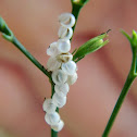 Stink bug eggs