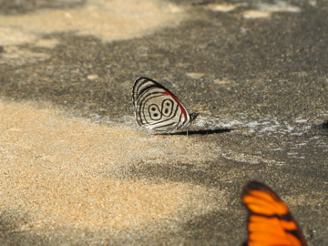 Spotting Image 1