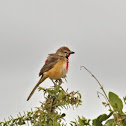 Rosy-patched Bushshrike