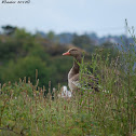Greylag Goose