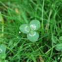 Clover