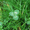Clover