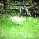 White tailed deer